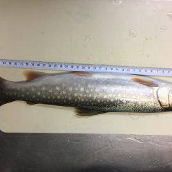 久方ぶりのトラウト