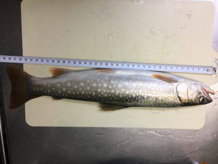 久方ぶりのトラウト