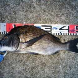 チヌのトップゲーム