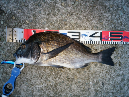 チヌのトップゲーム