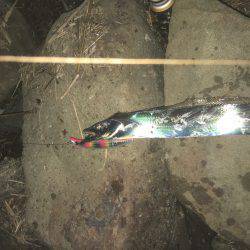 本日は海太刀魚ならぬ川太刀魚！？