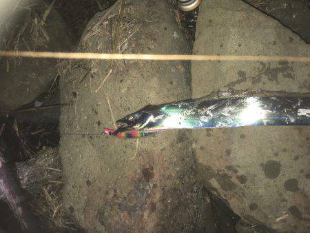 本日は海太刀魚ならぬ川太刀魚！？