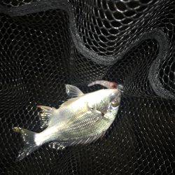 淀川ブリゲー シーズン終了?