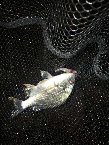 淀川ブリゲー シーズン終了？