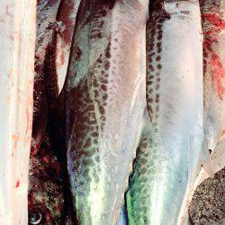 サゴシを愛し愛された男。