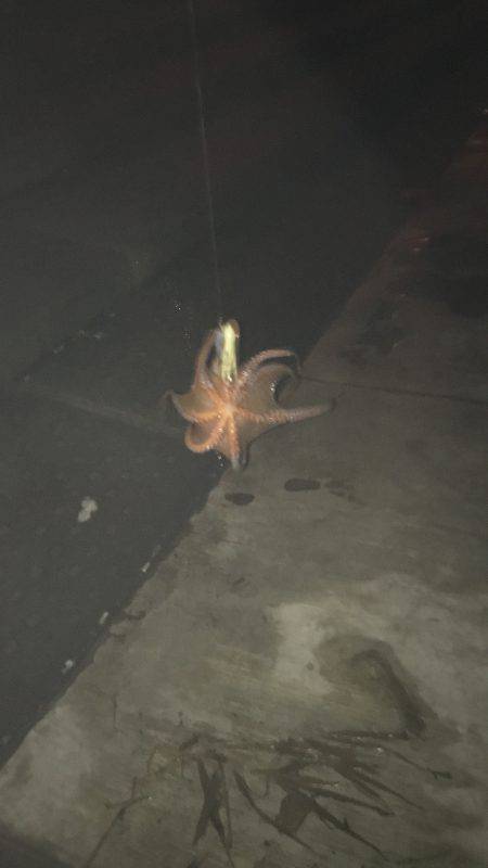 タチウオ狙いのはずがタコ狙いに変更