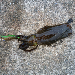 アオリの新子いじめ