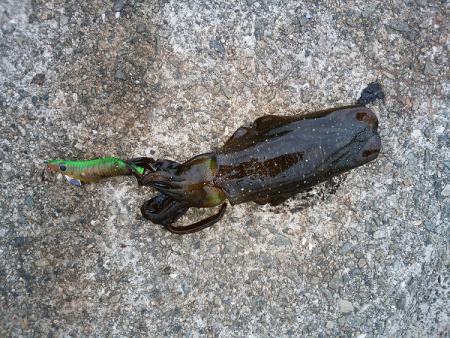 アオリの新子いじめ