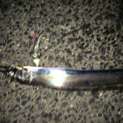 タチウオ速報‼︎