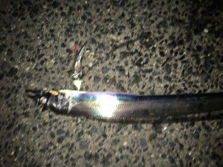 タチウオ速報‼︎