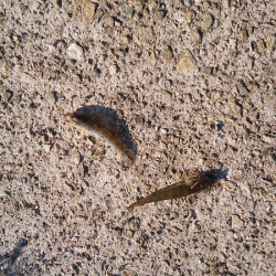 チョイ投げでキス五目