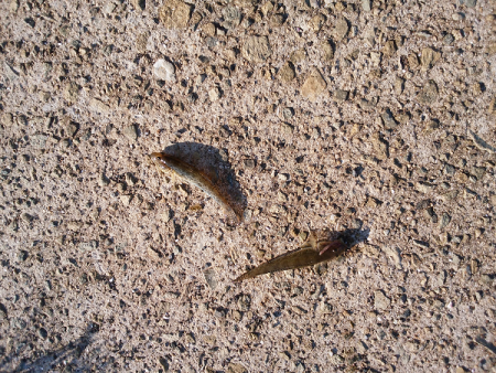 チョイ投げでキス五目