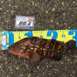 阿久根港横の亀崎にてキジハタ