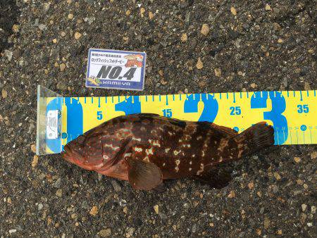 阿久根港横の亀崎にてキジハタ