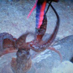 タコ釣り最終か