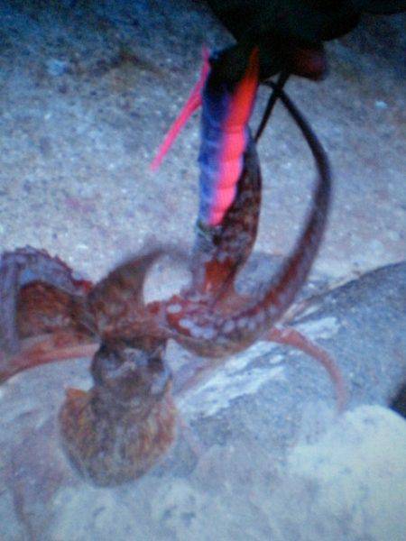 タコ釣り最終か