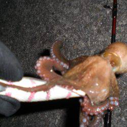 まだいる真子タコ