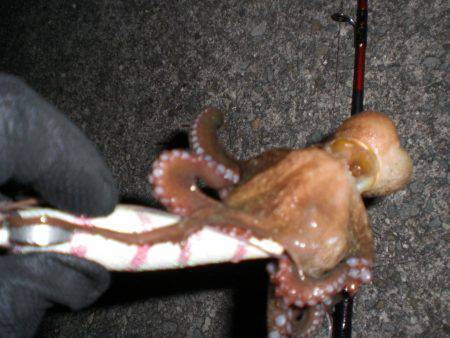 まだいる真子タコ