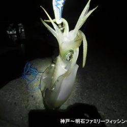 剣先イカとアオリイカ