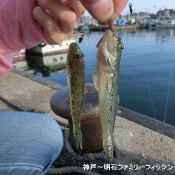 ハゼシーズンにはまだ早い？