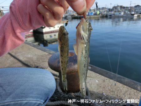 ハゼシーズンにはまだ早い？