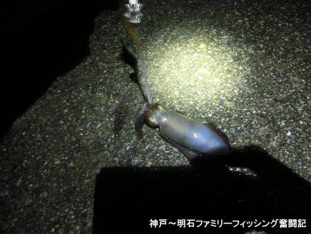 3時間でアオリ2杯