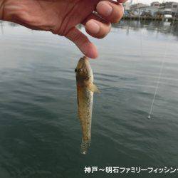 ハゼのシーズンになったか？