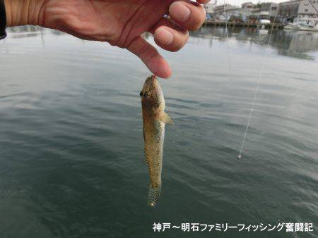 ハゼのシーズンになったか？