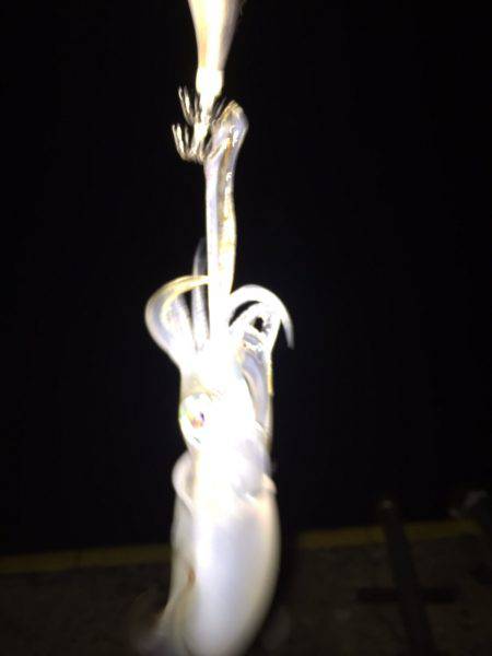 投げても釣れず釣れても小さく