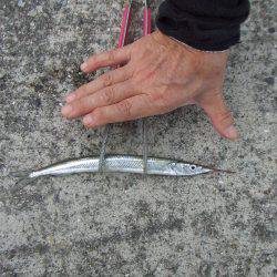 南芦屋浜 サヨリ爆超 楽しい!楽しい!