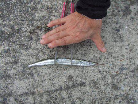 南芦屋浜 サヨリ爆超 楽しい!楽しい!