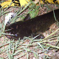 夏の癒やし釣行もいよいよ終盤に