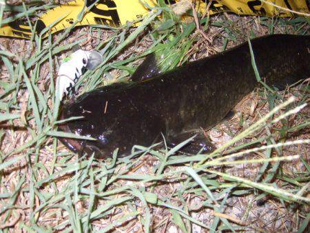 夏の癒やし釣行もいよいよ終盤に