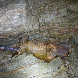 大潮なのにシブイ