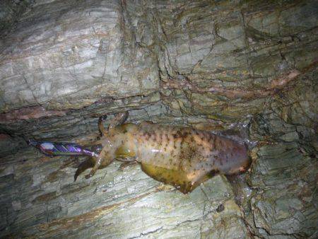 大潮なのにシブイ