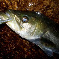 西宮跳ね橋　５０・６０マルチ