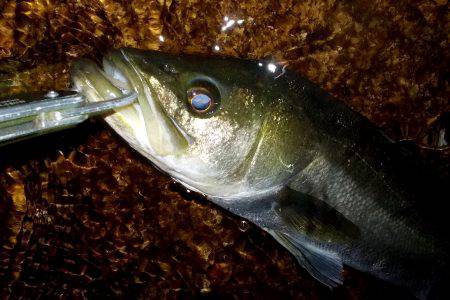 西宮跳ね橋　５０・６０マルチ