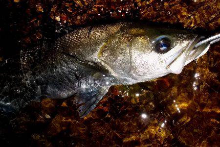 西宮跳ね橋　６０マルチ