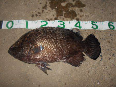 シーバス狙いでマツダイがヒット。