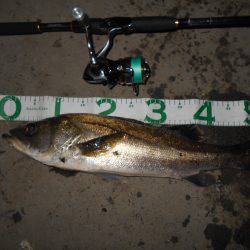 サヨリパターンでヒット♪。