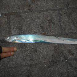 早朝のタチウオ。