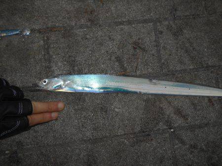 早朝のタチウオ。