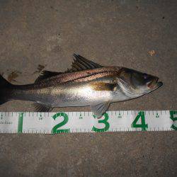 淀川シーバスも上向きか？。