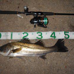 チヌにもサヨリパターンが有る?。