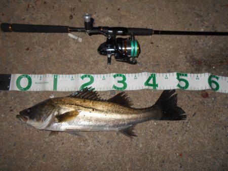 チヌにもサヨリパターンが有る?。