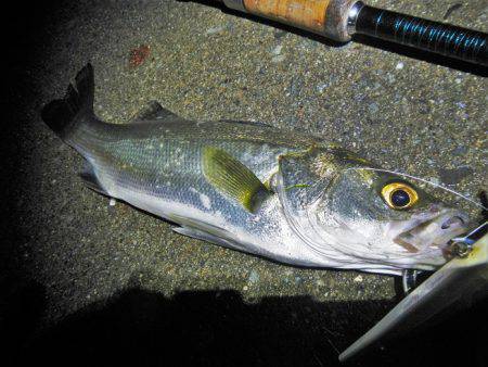 リバーシーバス