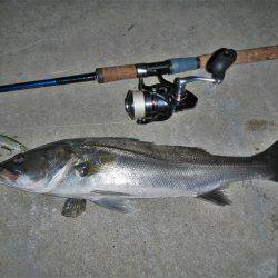 寄り道シーバス