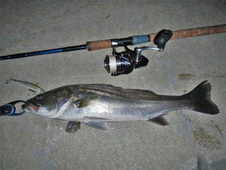 寄り道シーバス