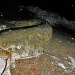 シーバス釣れずナマズ