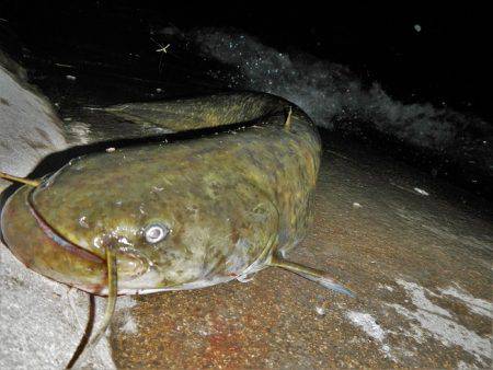 シーバス釣れずナマズ